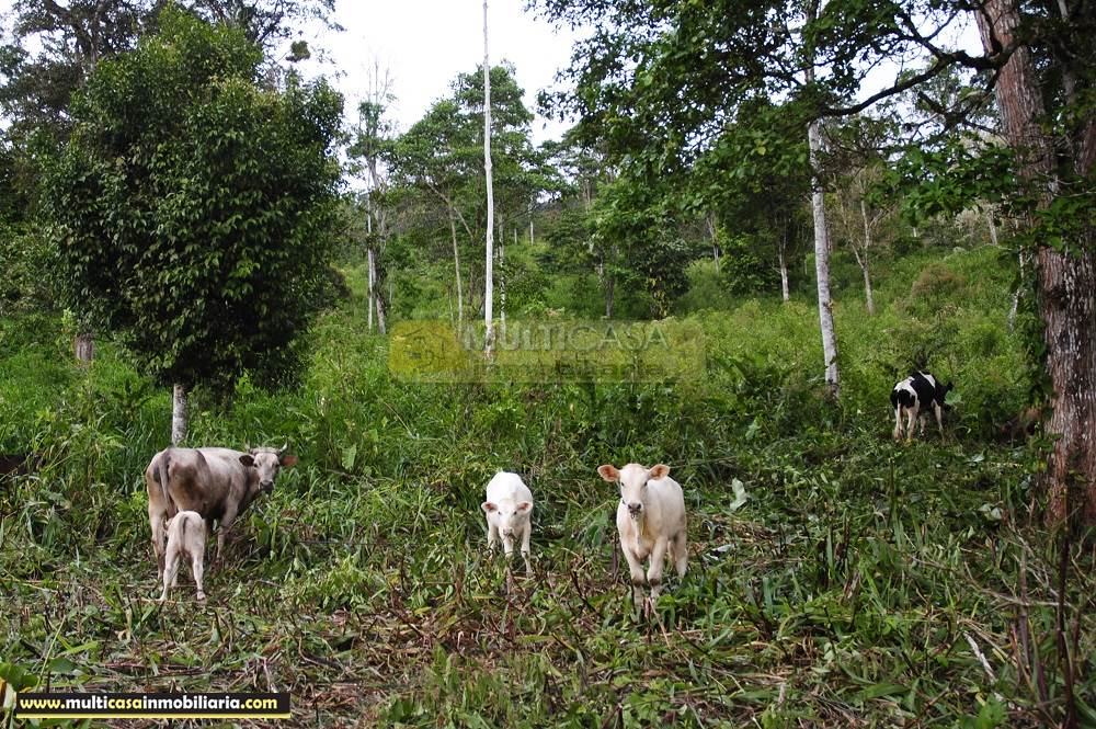 Quinta en Venta a crédito ideal para Cultivo sector Logroño Macas - Ecuador