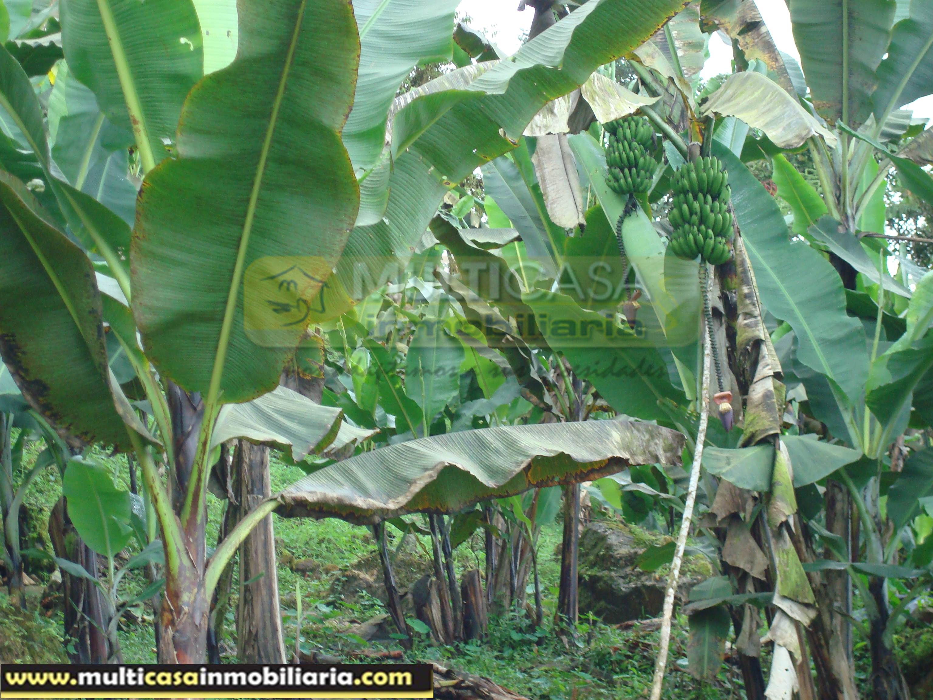 Quinta en Venta a crédito sector Molleturo-Vía Guayaquil Cuenca-Ecuador
