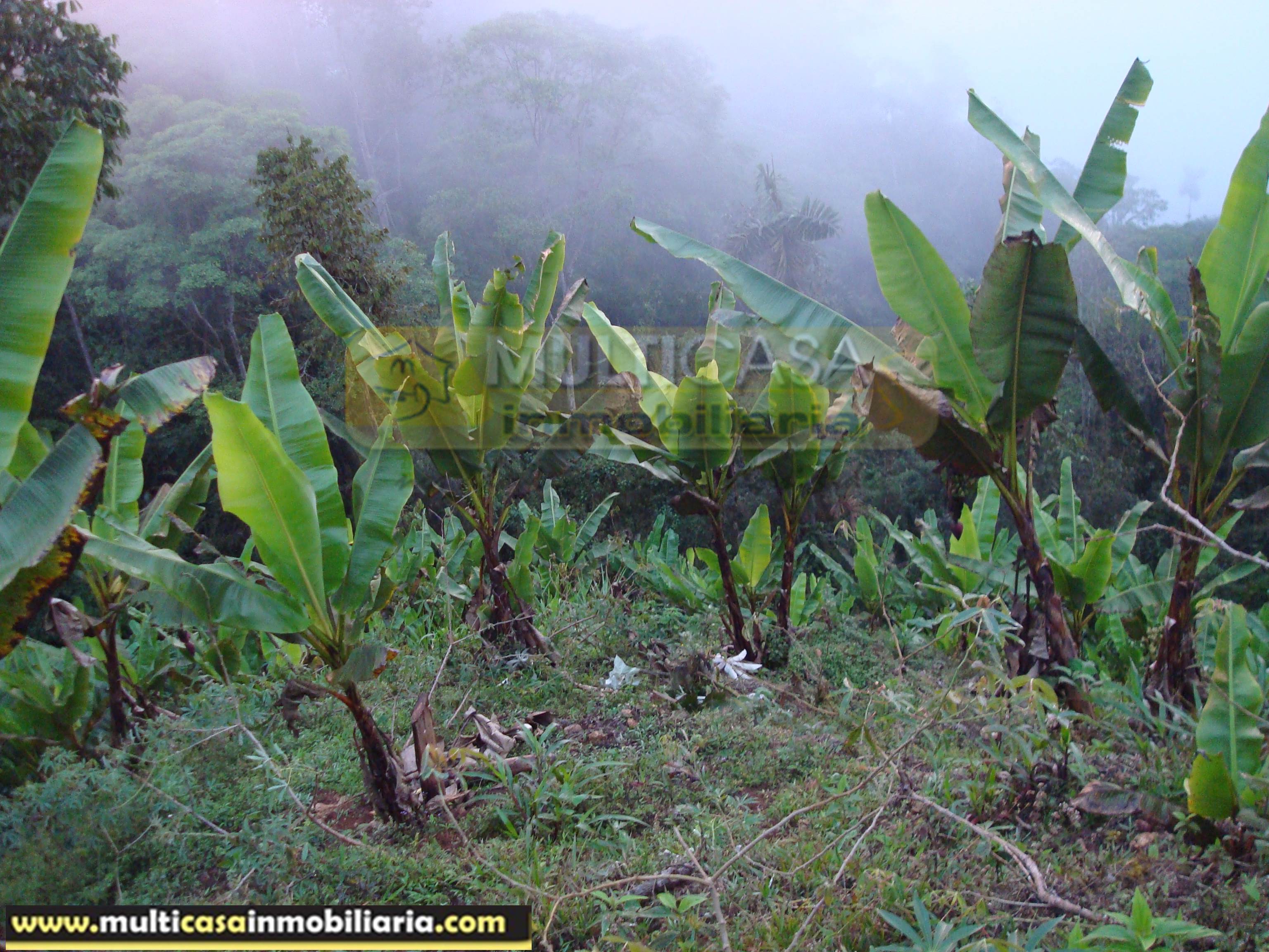 Quinta en Venta a crédito sector Molleturo-Vía Guayaquil Cuenca-Ecuador