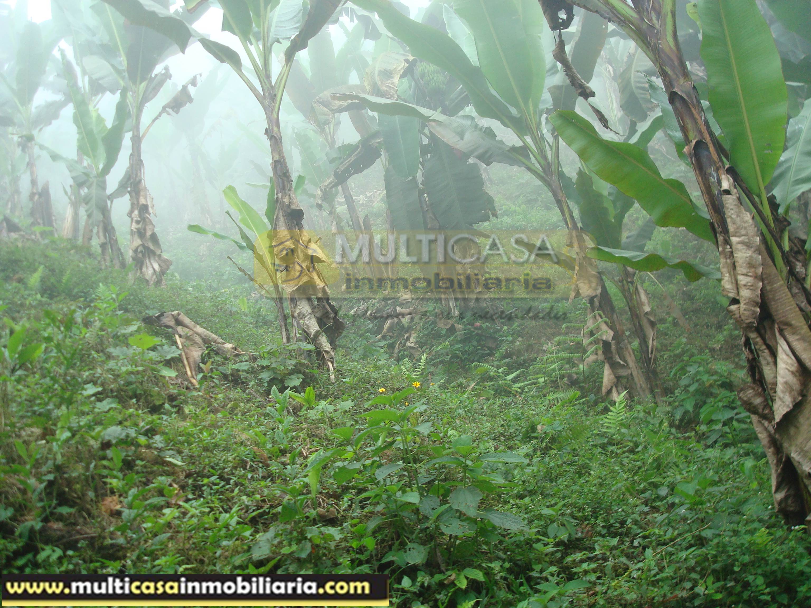 Quinta en Venta a crédito sector Molleturo-Vía Guayaquil Cuenca-Ecuador