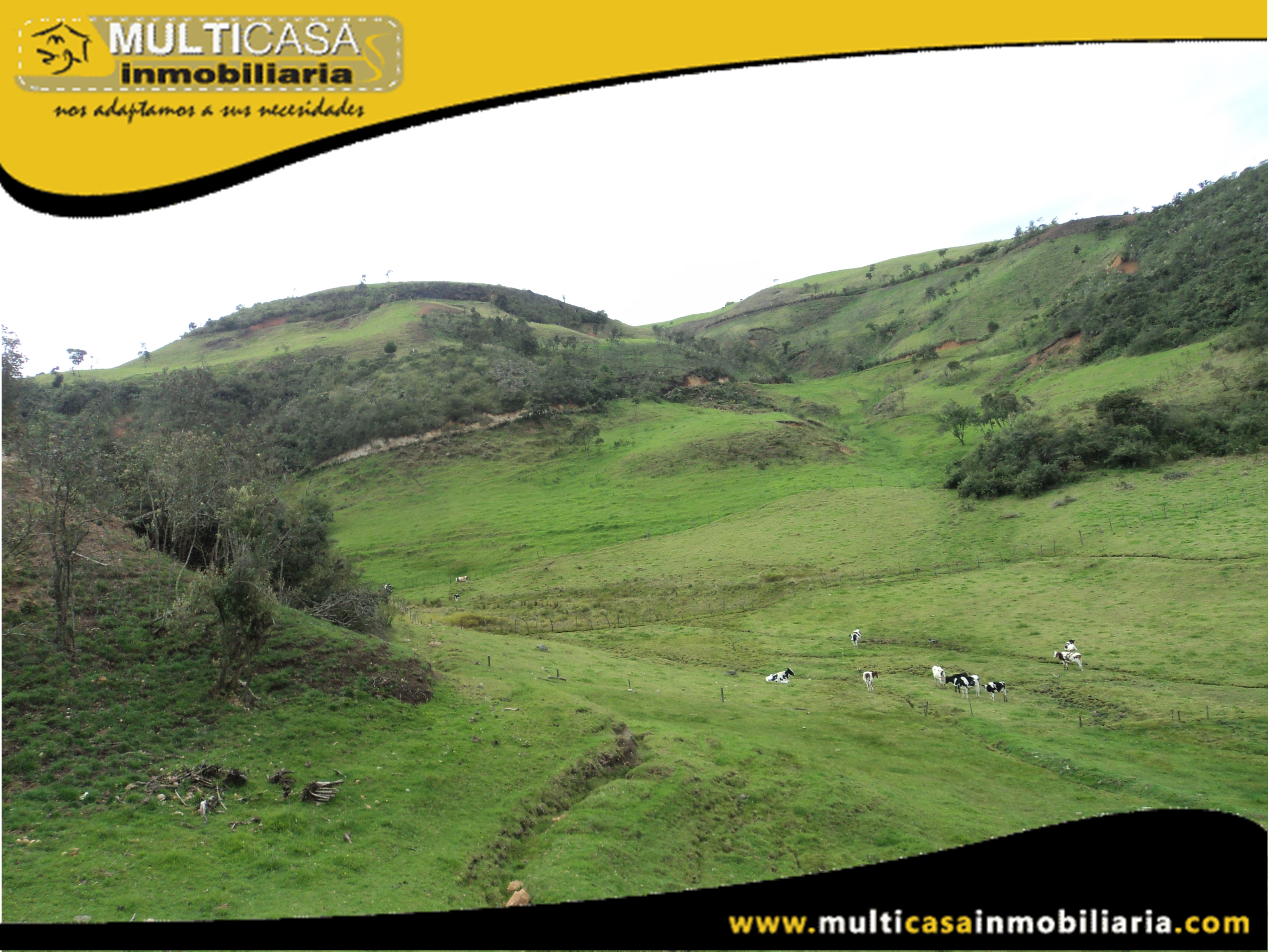Terreno en Venta a Crédito con ganado Sector Atucloma-Tarqui Cuenca-Ecuador