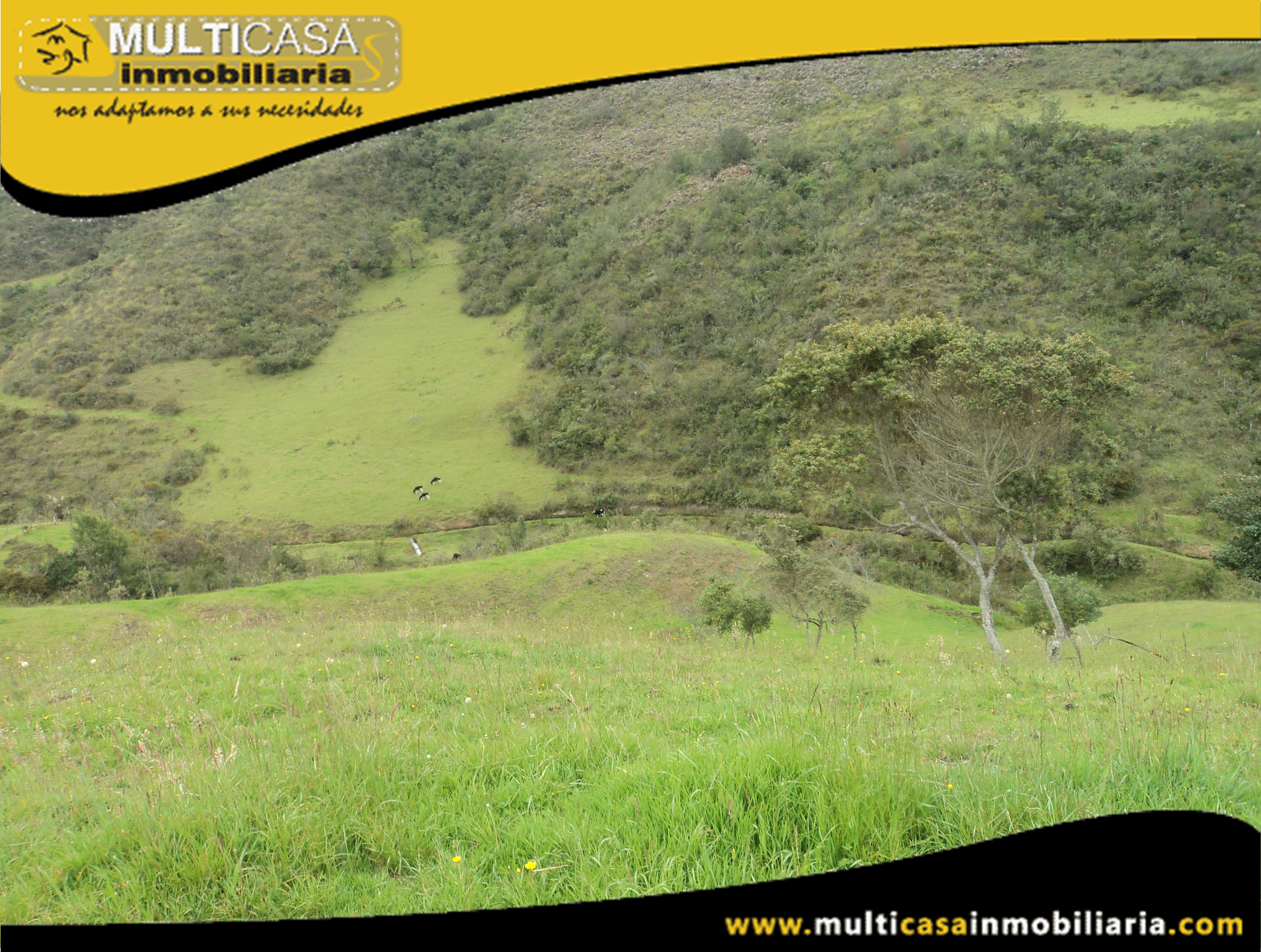 Terreno en Venta a Crédito con ganado Sector Atucloma-Tarqui Cuenca-Ecuador