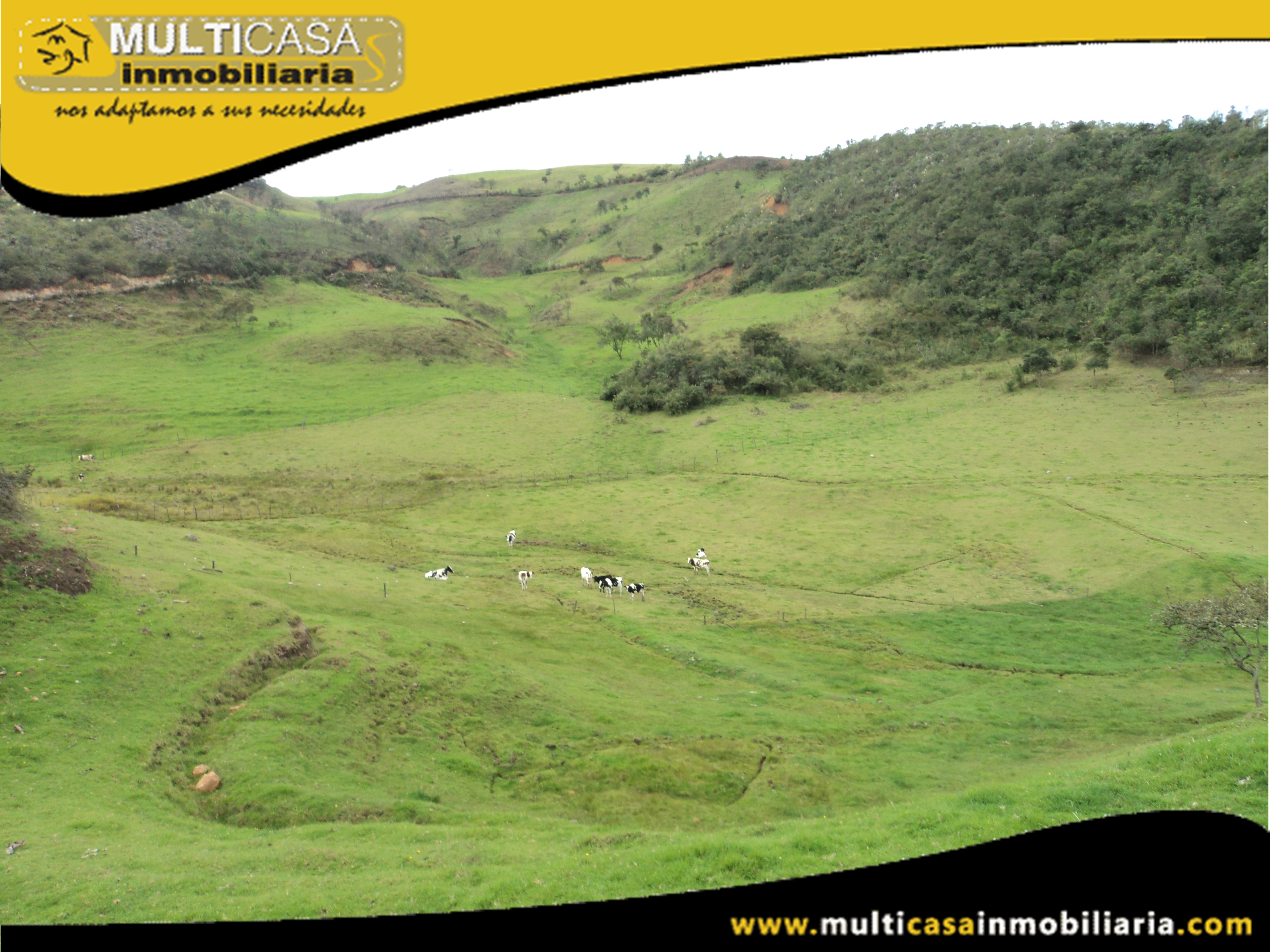 Terreno en Venta a Crédito con ganado Sector Atucloma-Tarqui Cuenca-Ecuador