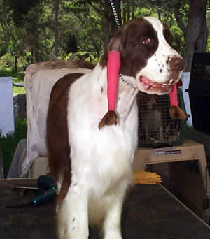 Exposición Canina